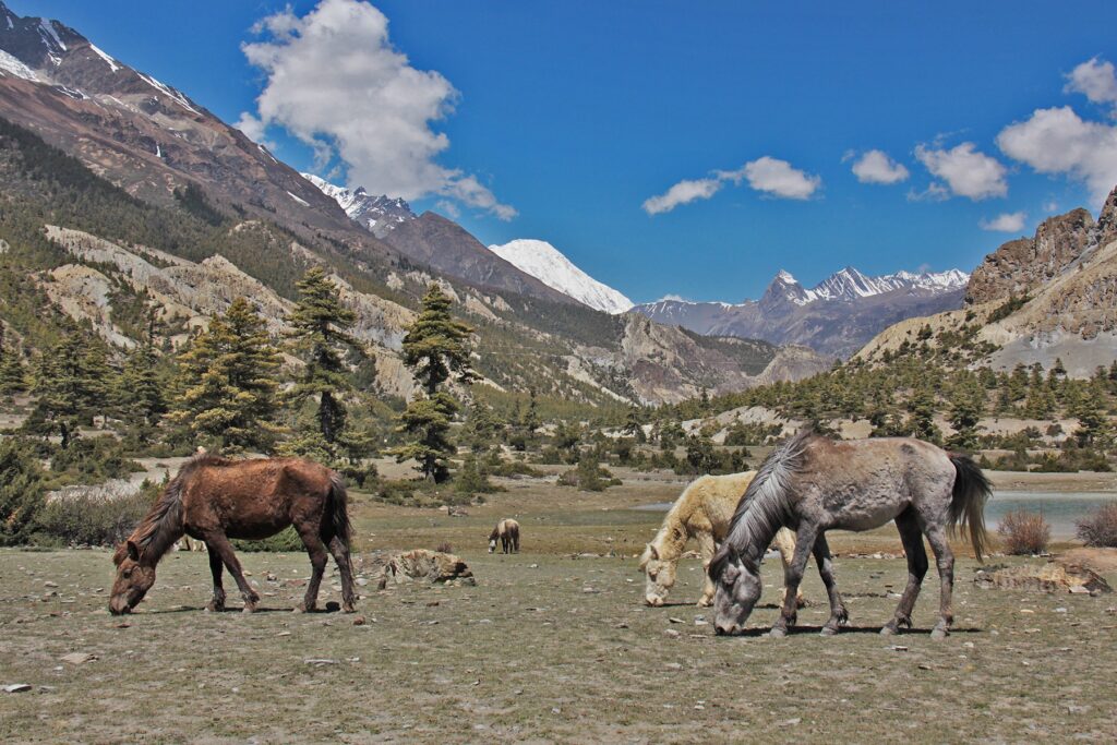 annapurna circuit trekking