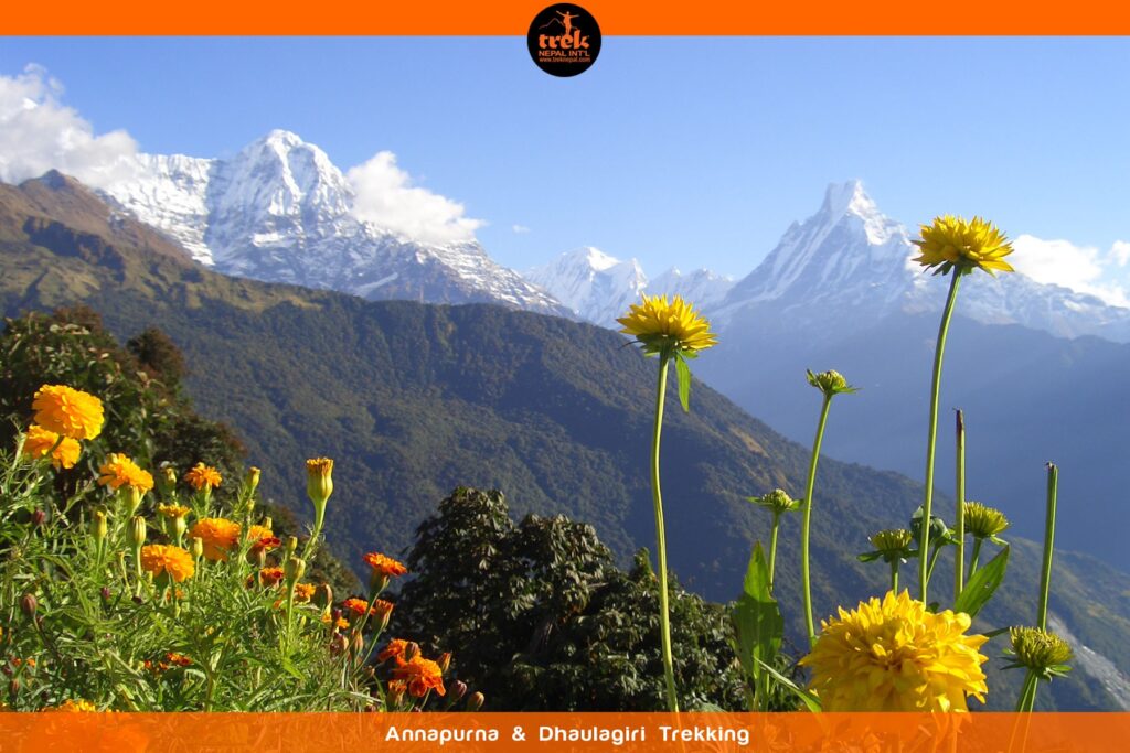 annapurna and dhaulagiri trekking